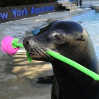 New York Aquarium's Aquatheater Offers Winter-Long Sea Lion Training Demonstrations